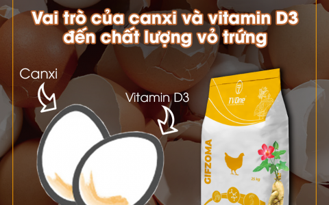 VAI TRÒ CỦA CANXI VÀ VITAMIN D3 ĐẾN CHẤT LƯỢNG VỎ TRỨNG